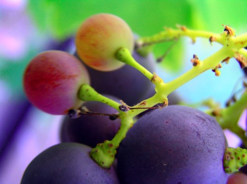 Close-up of a cluster of grapes, featuring green stems and a mix of purple and green grape colors.