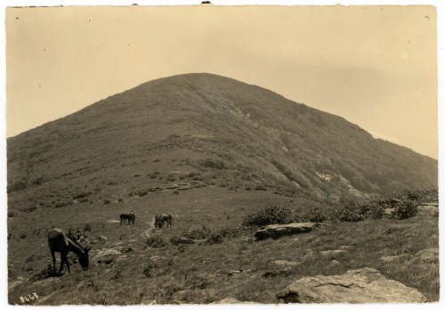 A sepia-toned landscape featuring a grassy hill with several horses grazing in the foreground.
