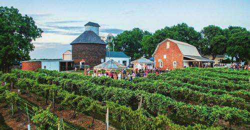 A scenic vineyard with a round barn, red barn, and guests enjoying the outdoors among lush grapevines.