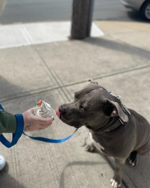 A dog eagerly licks a cup of soft serve ice cream held by a person on a sidewalk.