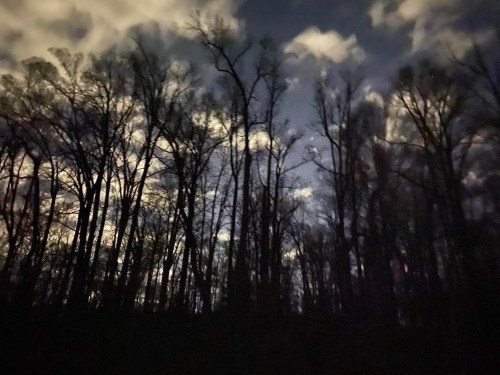 Silhouetted trees against a dark sky with clouds, creating a moody nighttime atmosphere.