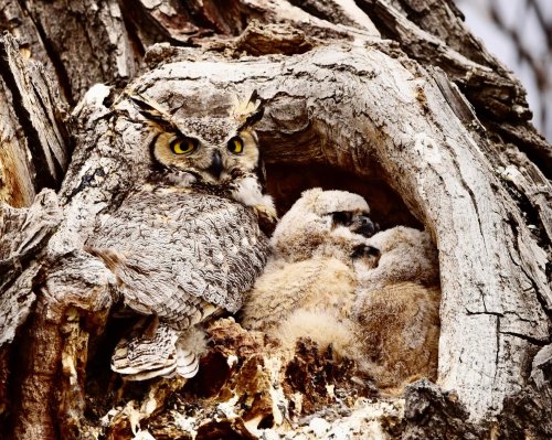 A great horned owl sits in a tree hollow with three fluffy chicks nestled close to it.