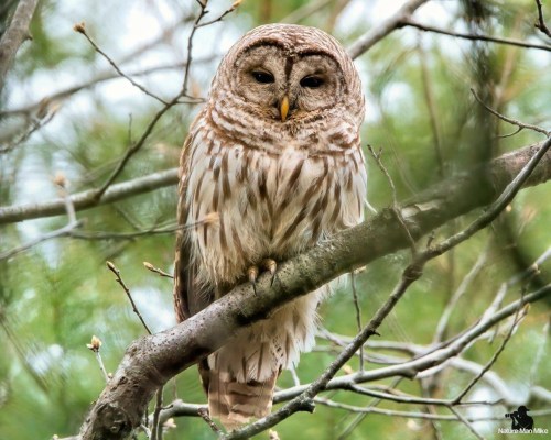 A barred owl perched on a branch, surrounded by soft green foliage, with its distinctive striped feathers and round face.