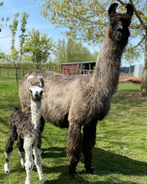 A llama and its cria stand together in a grassy field with trees in the background.