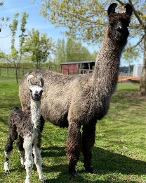 A llama and its cria stand together in a grassy field, surrounded by trees and a barn in the background.