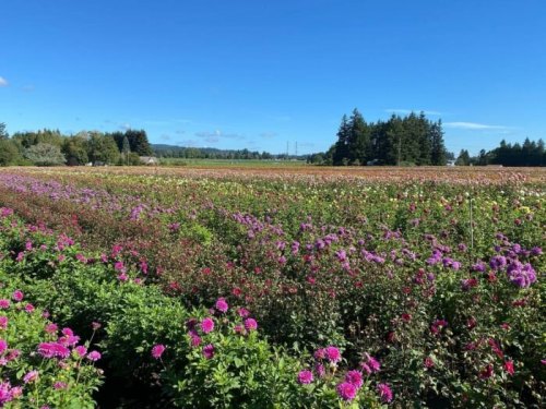 A vibrant field of colorful flowers under a clear blue sky, with trees and distant hills in the background.