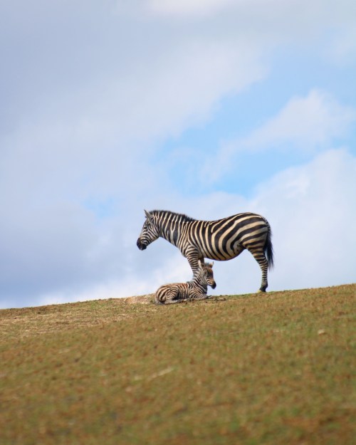 A zebra stands beside a lying zebra on a grassy hill under a blue sky with clouds.