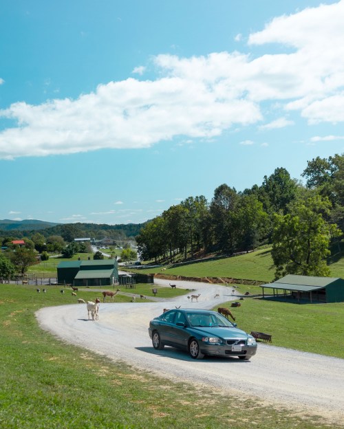 A car drives along a gravel road in a scenic farm landscape with animals and green hills under a blue sky.