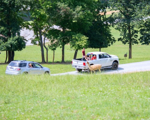 A white pickup truck and a gray SUV drive on a rural road, with people and a llama visible in the scene.