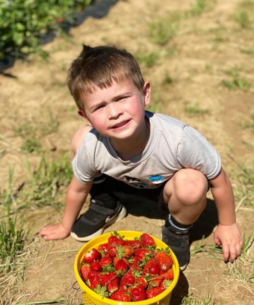 A young boy crouches in a field, smiling next to a yellow bucket filled with freshly picked strawberries.