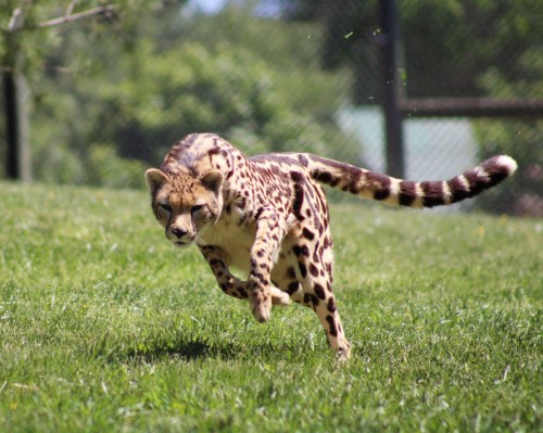 A serval cat running across a grassy field, showcasing its distinctive spotted coat and long legs.
