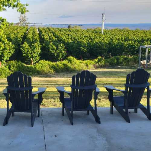 Two Adirondack chairs face a lush vineyard under a clear sky, with rolling hills in the background.