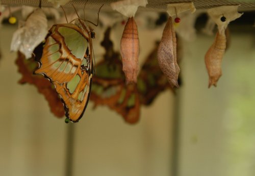 A close-up of colorful butterflies emerging from their chrysalises, hanging in a natural setting.
