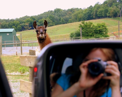 A person takes a photo in a car mirror, while a llama stands in the background on a farm.