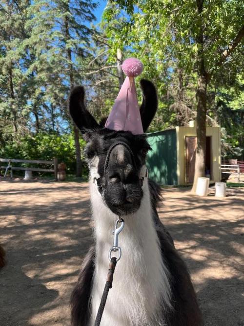 A llama wearing a pink party hat stands outdoors, surrounded by trees and a sunny atmosphere.
