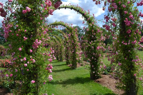 A beautiful garden pathway lined with arches covered in pink roses under a blue sky with fluffy clouds.