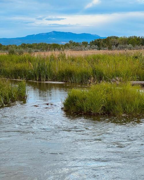 A serene river flows through lush green grass and reeds, with mountains in the background under a cloudy sky.