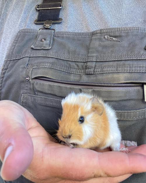 A person holds a small guinea pig in their palm, showcasing its fluffy fur and curious expression.
