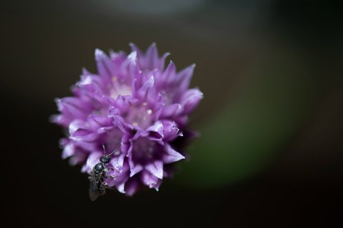 A close-up of a purple flower with a small insect perched on its petals against a blurred background.