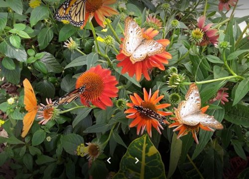 A vibrant garden scene with orange and yellow flowers, featuring several butterflies resting on the blooms.