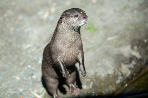 A standing otter with a sleek brown coat, looking curiously at its surroundings.
