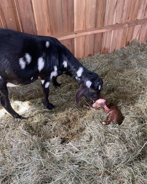 A black and white goat nuzzles its newborn kid on a bed of hay inside a barn.