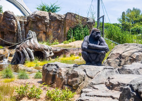 A gorilla sits calmly on rocks in a naturalistic zoo habitat with greenery and a waterfall in the background.
