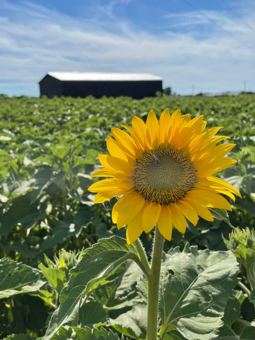 A vibrant sunflower stands tall in a field, with a barn in the background under a clear blue sky.
