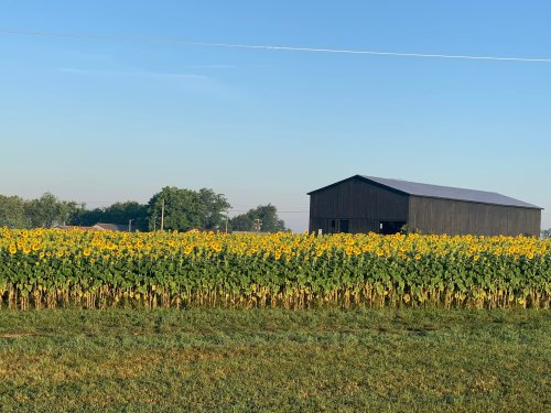 A field of vibrant sunflowers in front of a black barn under a clear blue sky.