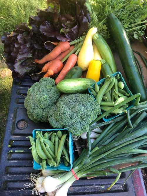 A variety of fresh vegetables including broccoli, carrots, cucumbers, zucchini, and lettuce arranged on a surface.