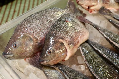 Fresh fish displayed on ice, featuring tilapia and other varieties, at a market.