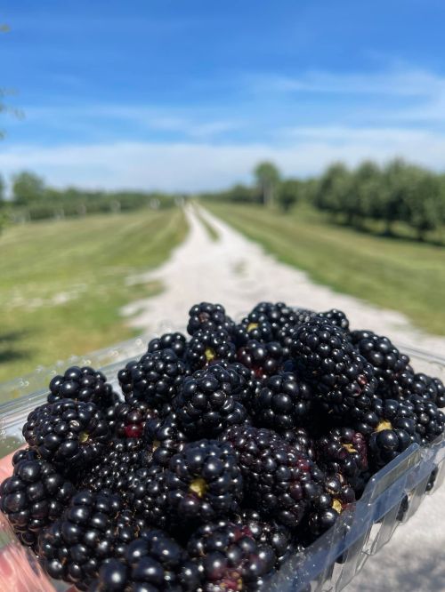 A hand holding a container of fresh blackberries, with a scenic dirt path and blue sky in the background.