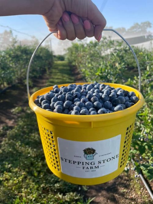 A hand holds a yellow bucket filled with fresh blueberries, surrounded by a farm landscape.