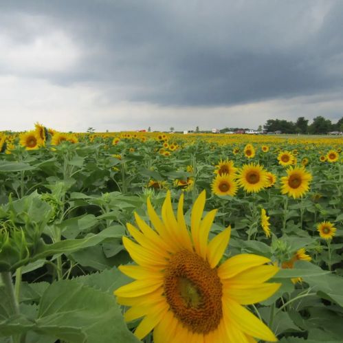 A vibrant field of sunflowers under a cloudy sky, showcasing bright yellow blooms against a dramatic backdrop.