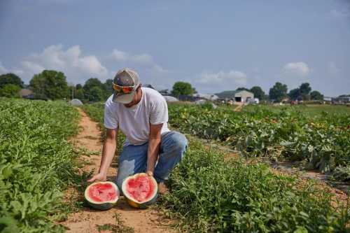 A farmer kneels in a field, examining two halved watermelons on a sunny day. Green crops surround him.