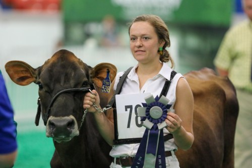 A young woman in a white shirt holds a brown cow and a blue ribbon at a livestock event.