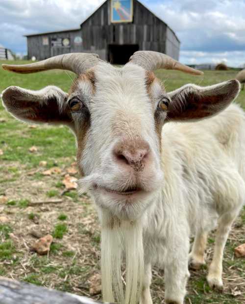 A close-up of a white goat with long ears and a beard, standing in a grassy field with a barn in the background.