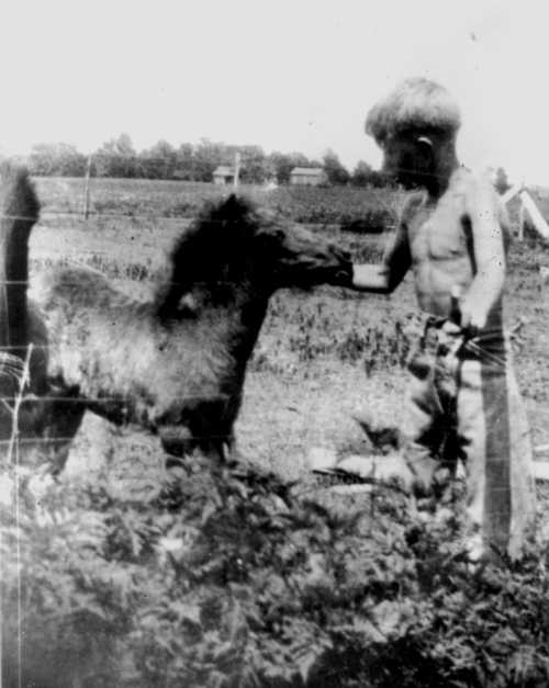 A young boy interacts with a dog in a rural setting, surrounded by fields and greenery.