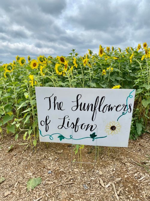 A sign reading "The Sunflowers of Lisbon" in front of a field of vibrant sunflowers under a cloudy sky.