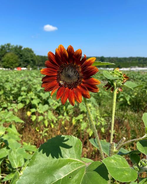 A vibrant sunflower with reddish-orange petals stands tall against a clear blue sky, surrounded by green foliage.
