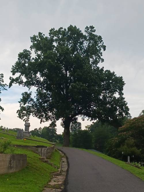 A large tree stands beside a winding path in a grassy area, with a cloudy sky in the background.