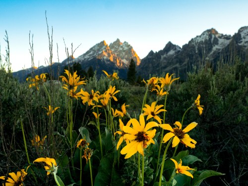Vibrant yellow wildflowers in the foreground with majestic mountains and a clear sky in the background.