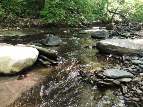 A serene stream flows over rocks in a lush, green forest, surrounded by trees and natural foliage.
