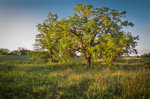 A serene landscape featuring lush green trees in a grassy field under a clear blue sky.