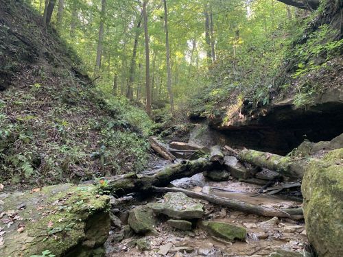 A serene forest scene with a rocky creek bed, fallen logs, and lush green trees under dappled sunlight.