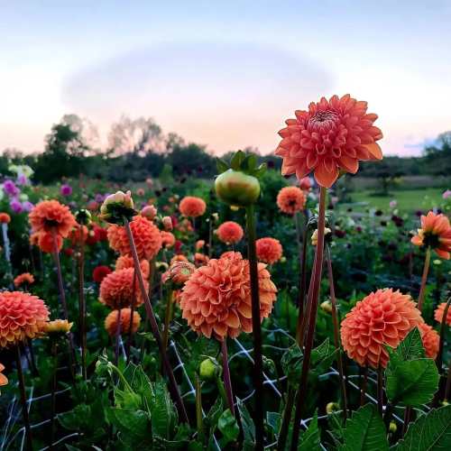 A vibrant garden filled with orange and pink dahlias against a soft sunset sky.