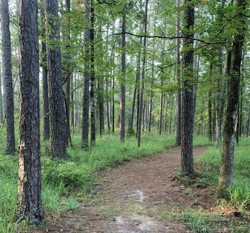 A serene forest path winding through tall trees and lush green grass under soft morning light.