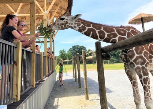 A giraffe reaches for leaves from visitors at a zoo, with people smiling and interacting from a wooden platform.