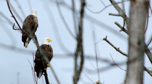 Two bald eagles perched on bare branches against a cloudy sky.