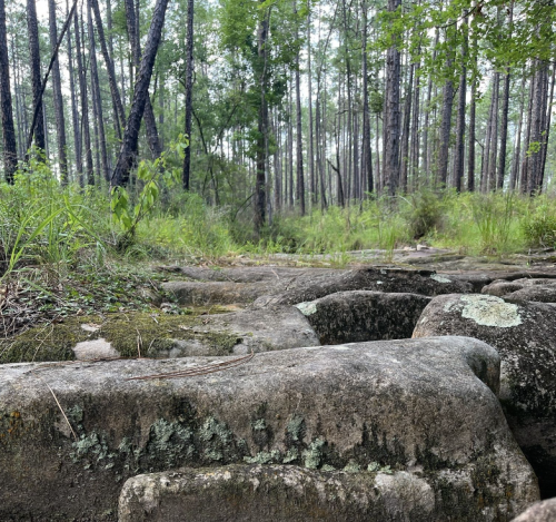 A rocky surface covered in moss, with a lush green forest of tall trees in the background.